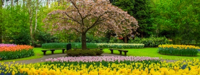 Holland - Blomsterparade i Keukenhof