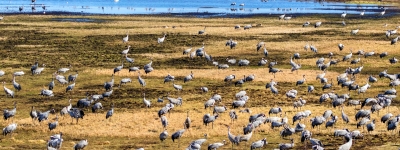 Den magiske Tranedans - Sk&oslash;nne for&aring;rsdage ved Hornborgasj&ouml;n 