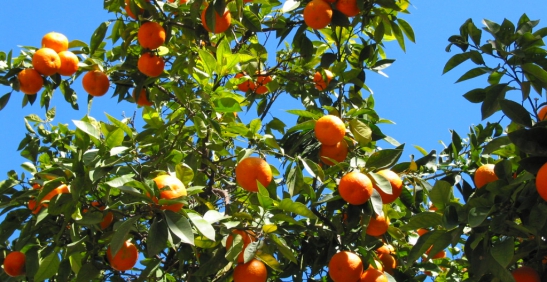 Den sydspanske natur byder på et væld af frugttræer - blandt anden appelsintræer