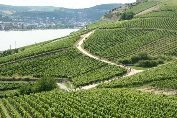 Rüdesheim er omsluttet af vinmarker