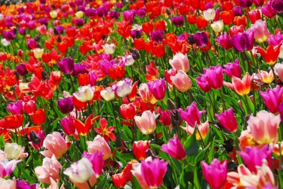 Vi besøger Blomsterparken Keukenhof på denne tur