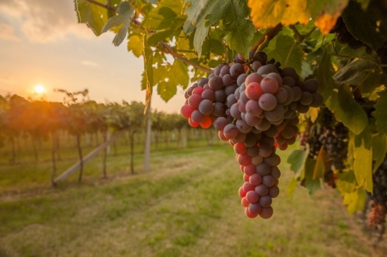 En dejlig vinrejse åbenbarer sig her på denne rejse i det traditionsrige Toscana