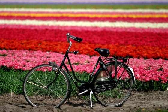Holland er mere end noget andet land Europas forårsferieland. Tusindvis af marker med hyacinter og tulipaner står i fuldt flor – en fantastisk duft og farvepragt