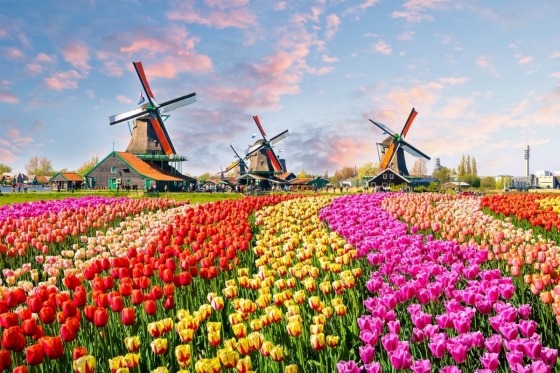 Foråret hører Holland til. Et festfyrværkeri af farver pryder landet på denne årstid og byder velkommen til tusindvis af gæster, der netop kommer for at opleve dette fantastiske syn