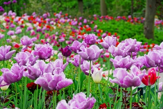 Holland er mere end noget andet land Europas forårsferieland. Tusindvis af marker med hyacinter og tulipaner står i fuldt flor – en fantastisk duft og farvepragt
