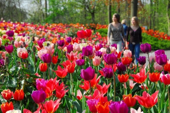 Holland er mere end noget andet land Europas forårsferieland. Tusindvis af marker med hyacinter og tulipaner står i fuldt flor – en fantastisk duft og farvepragt