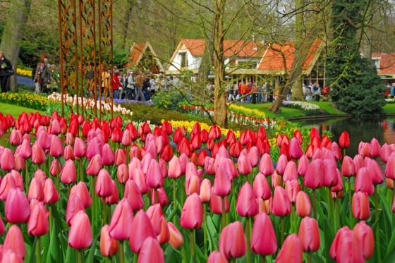 Holland er mere end noget andet land Europas forårsferieland. Tusindvis af marker med hyacinter og tulipaner står i fuldt flor – en fantastisk duft og farvepragt