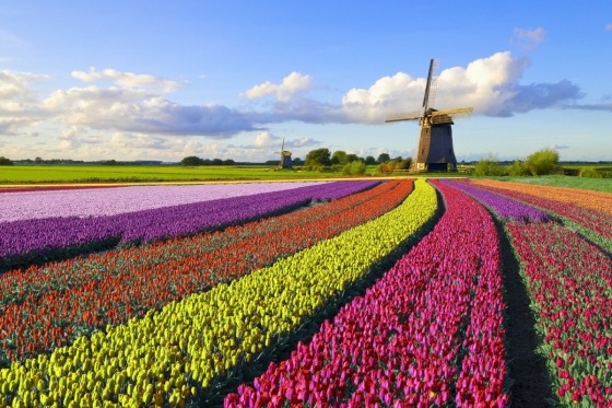 Holland er mere end noget andet land Europas forårsferieland. Tusindvis af marker med hyacinter og tulipaner står i fuldt flor – en fantastisk duft og farvepragt