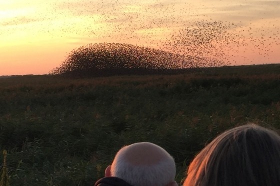 Når store stæreflokke danser luftballet på efterårshimlen, mens solen går ned over Vadehavet, så er det, at man tænker, at naturen er forunderlig, og man føler sig mærkeligt lille i den store verden