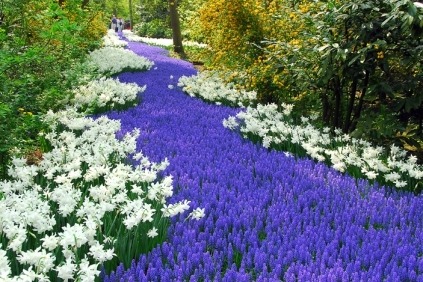 Velkommen til det smukke, blomstrende Holland